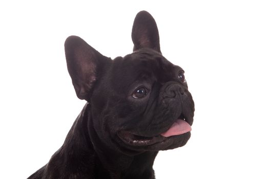 Crossbreed cute puppy in a studio having a great time