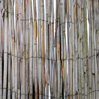 Dried bamboo fence with upright bamboo canes bound together by wire, background pattern and texture Dried bamboo fence with upright bamboo canes bound together by wire, backgrounf pattern and texture