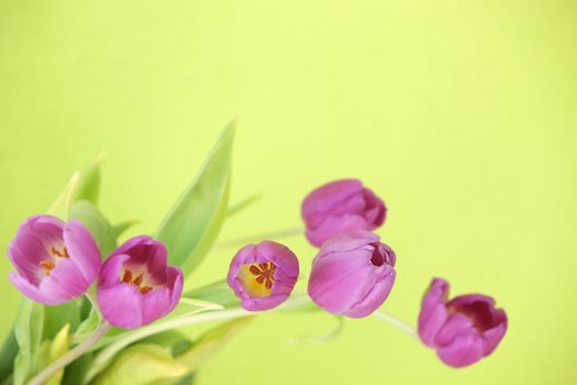 Floral background with a spray of fresh spring purple tulips on a yellow-green background with copyspace for your text or message