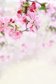 Beautiful spring pink tree blossoms with available copy space.