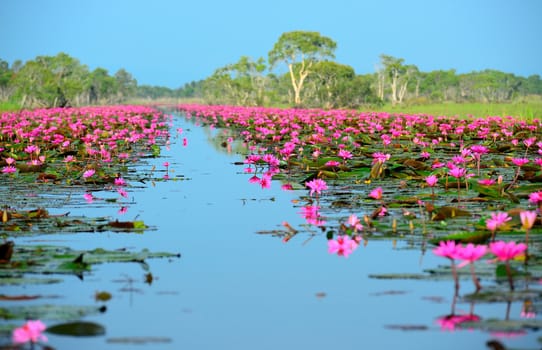 beautiful blossom lotus flower along with river in Thailand