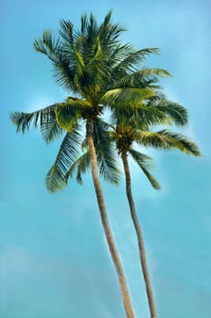 Sea breeze blowing coconut trees blowing in the beach