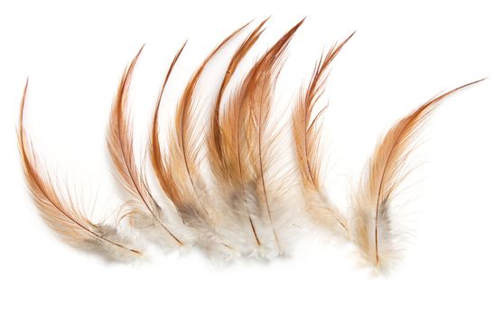 orange feathers on a white background