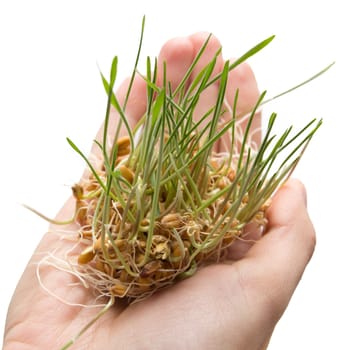 wheat seedling on the hand 