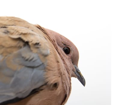 Portrait of a dove on a white background