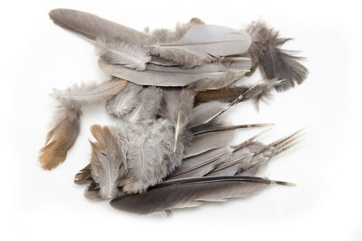 bird feathers on a white background