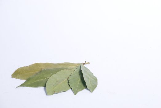 bay leaf