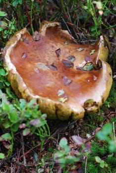 mushroom