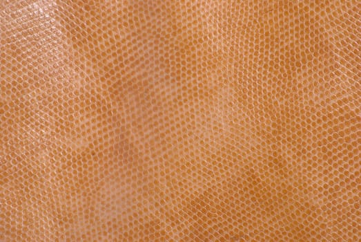 snake leather