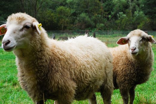 sheeps