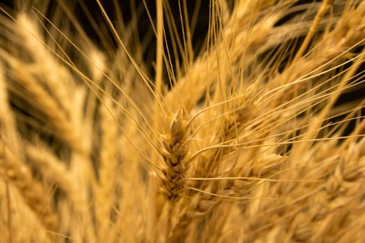 ears of ripe wheat on a black background 