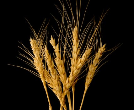 wheat isolated on black background 