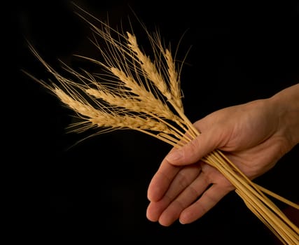 hand with the wheat on a black background