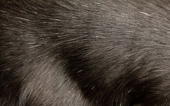 black dog fur as background