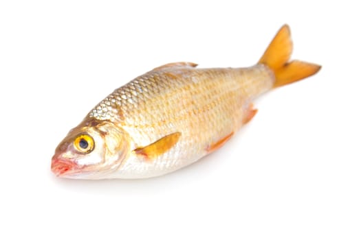 roach (Rutilus rutilus) on a white background 