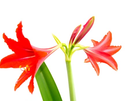 Red flower on a white background