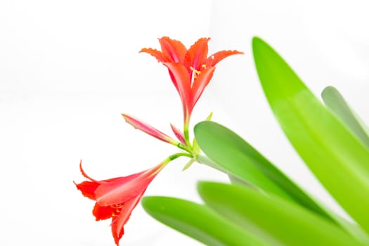 red flower on a white background