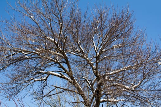 tree in the snow against the blue sky