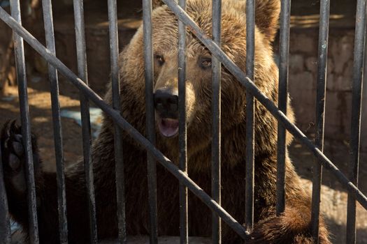 Bear behind bars in a zoo