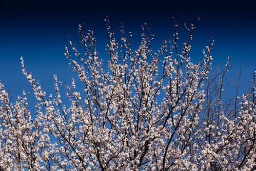 Beautiful flowers on a fruit-tree