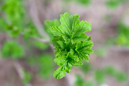 Young leaves of a currant