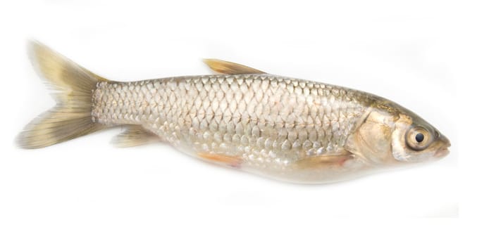 grass carp isolated on white 