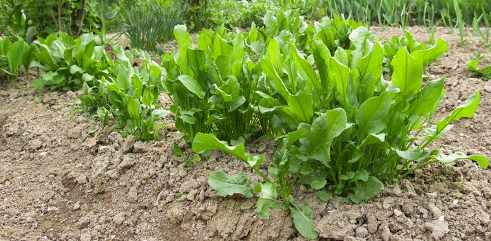 Beautiful fresh leaves of a sorrel