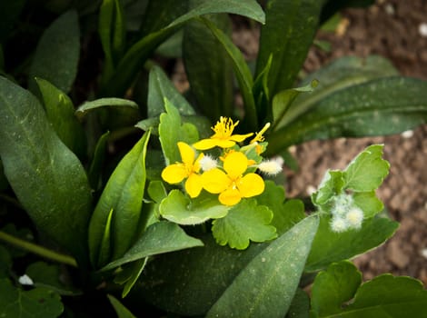 Beautiful yellow florets on the nature