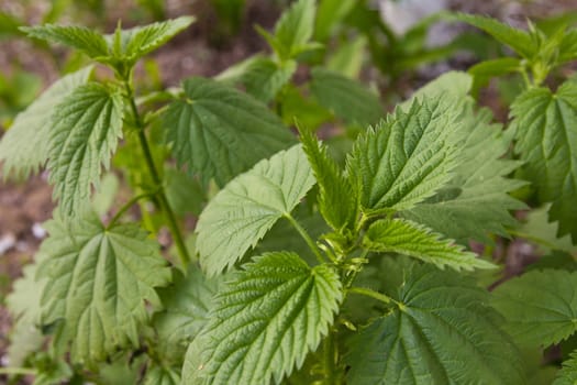 Beautiful fresh leaves of a nettle