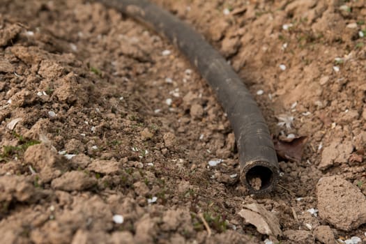 Rubber hose on a kitchen garden