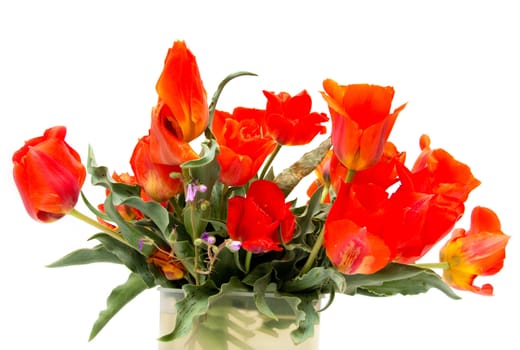  wild Tulip red on a white background
