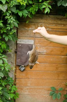 woman hand hold dead rat on background of rural wooden basement cellar door.