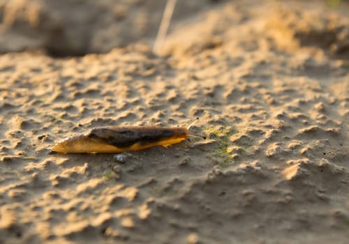 Snail on the nature in the evening. macro