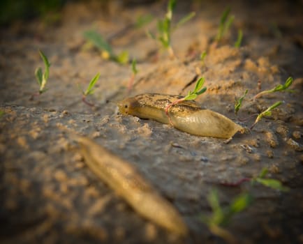 Snail on the nature in the evening. macro