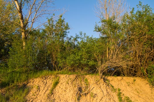 Trees on a hill in the spring in evening beams of the sun