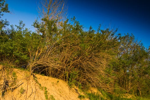 Trees on a hill in the spring in evening beams of the sun