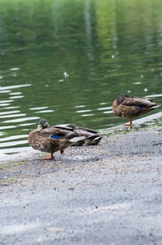 duck in a park