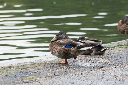 duck in a park