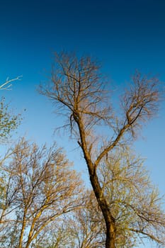 Dry tree in beams of the evening sun