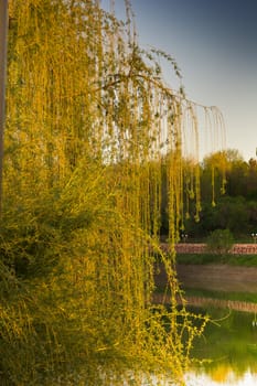 Blossoming willow over lake in beams of the evening sun
