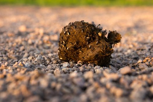 Manure of a horse with flies on the nature
