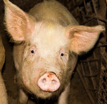 Pig on a farm