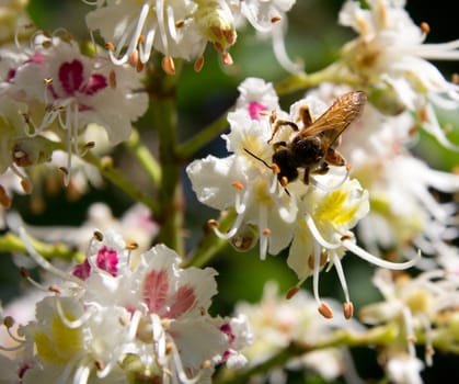 bee on flowering chestnut