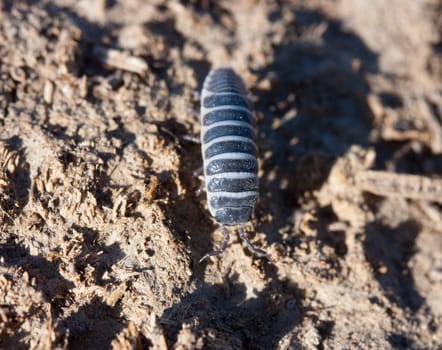 Closeup view of a woodlice bug walking on the dirt. 