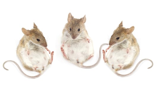 three mouse sitting on a white background