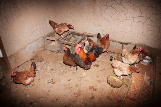 Chickens and rooster in henhouse on country farm 