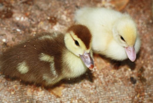Ducklings 