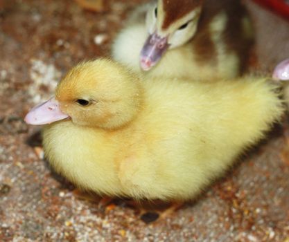 yellow feathery duckling