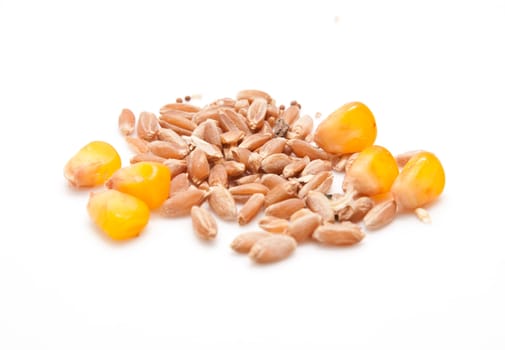 Wheat with corn on a white background