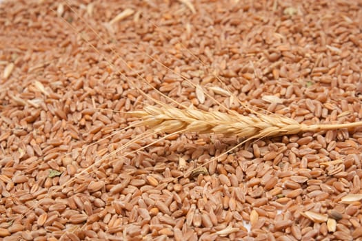 Wheat with Ears 